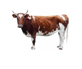 A Cow – English Short Essays for Kids small children