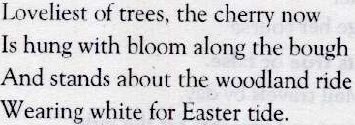 Loveliest of tree the cherry now Poem explanation